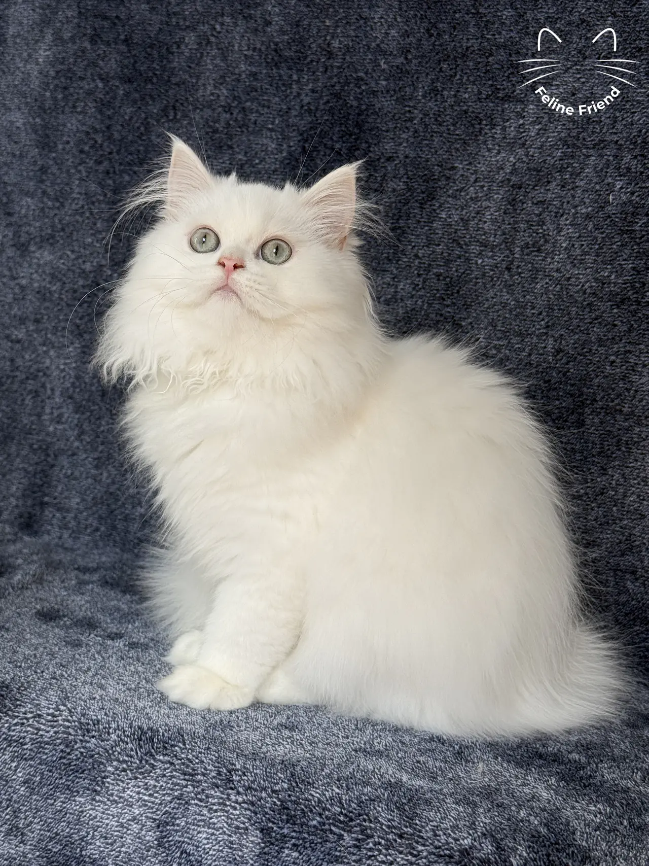Cloud, a white / light-green-eyed persian kitten — photo 1