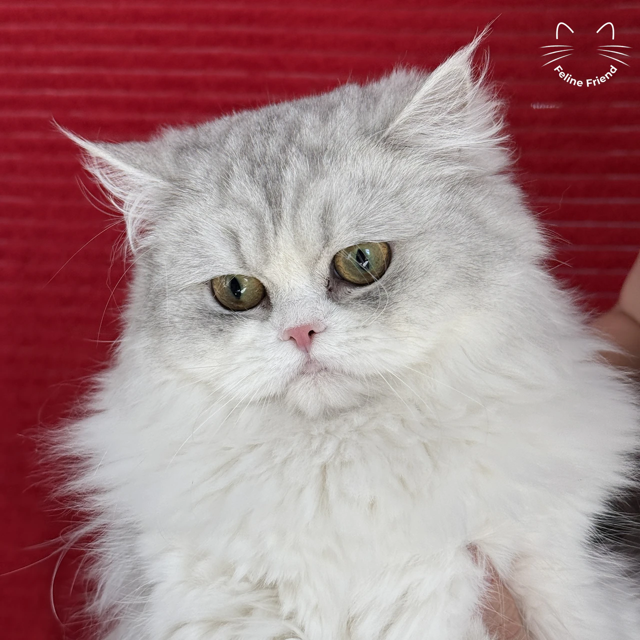 Daisy, a silver bicolor persian kitten — photo 1