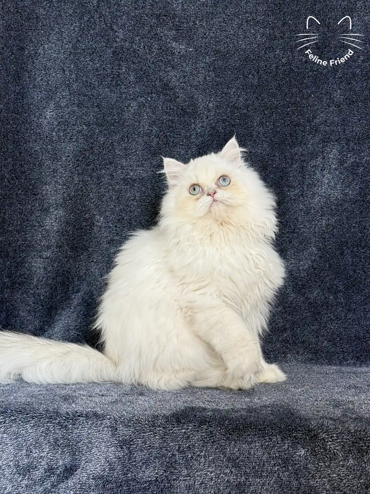 Lucky, a chinchilla point exotic/persian kitten — photo 1