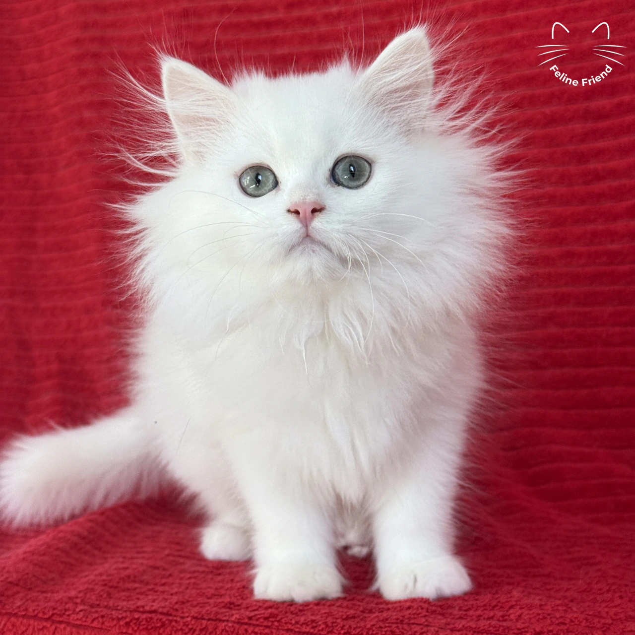 Marshmallow, a white persian kitten — photo 1