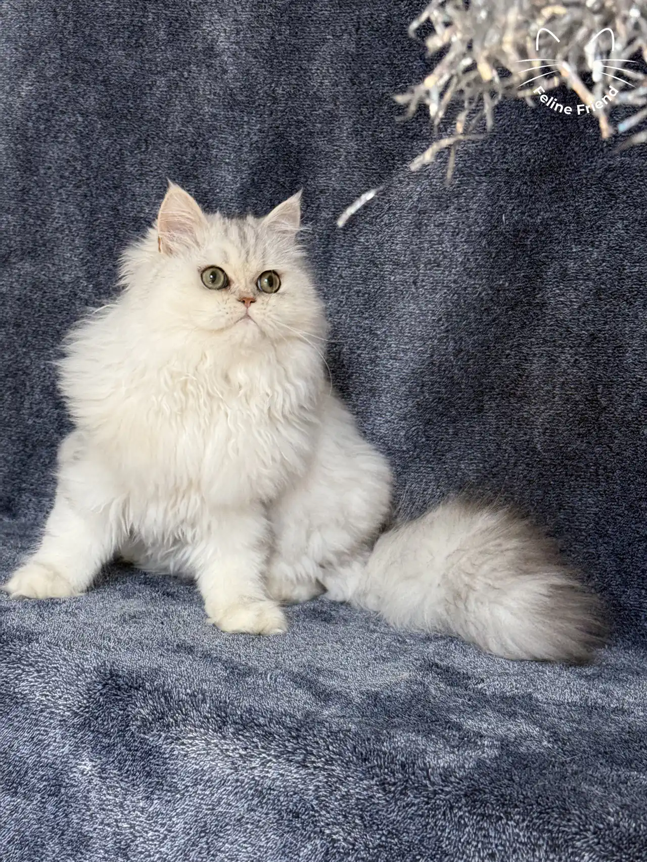 Muffin, a silver shaded exotic/persian kitten — photo 1