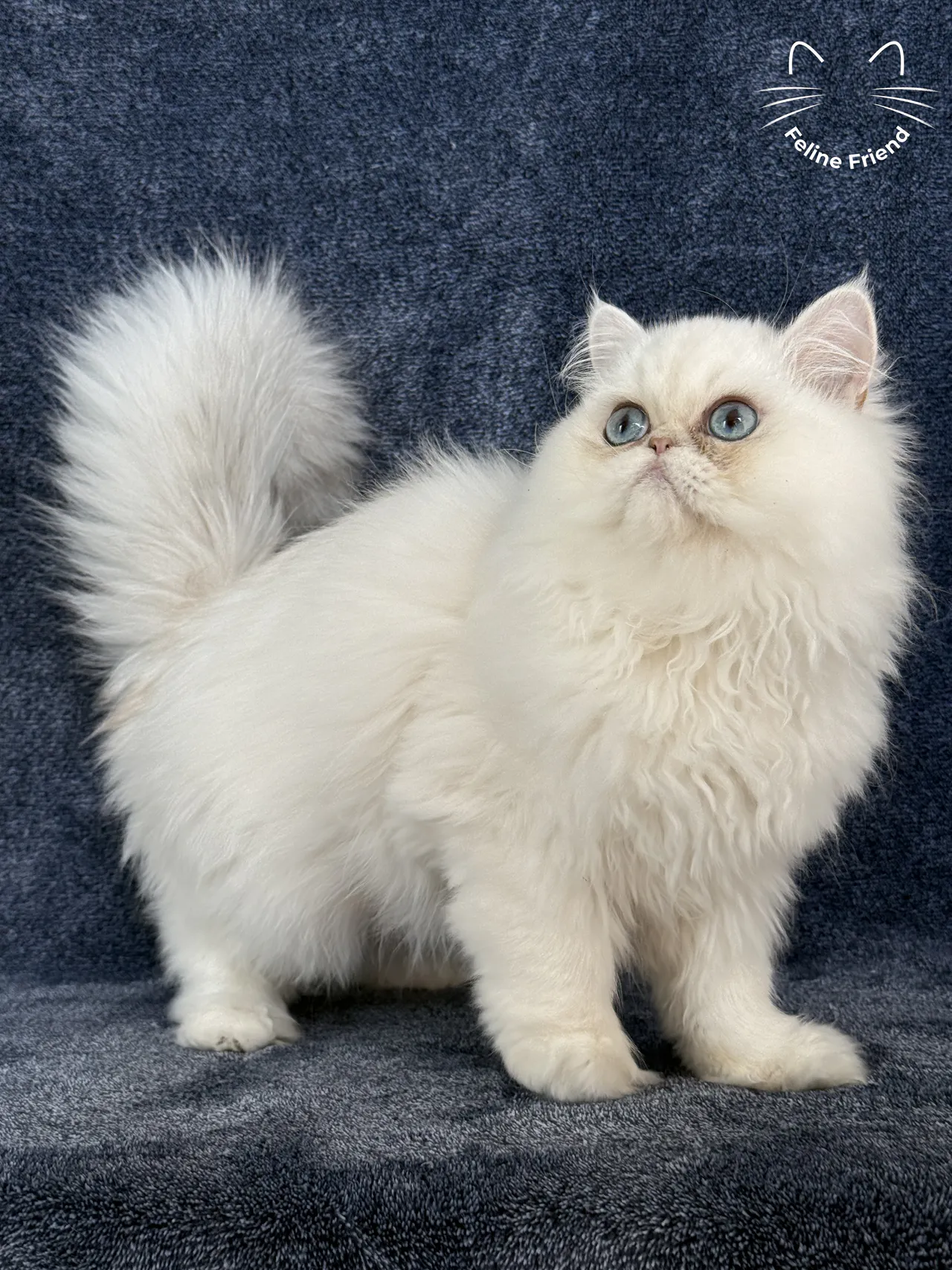 Nugget, a chinchilla point exotic/persian kitten — photo 1