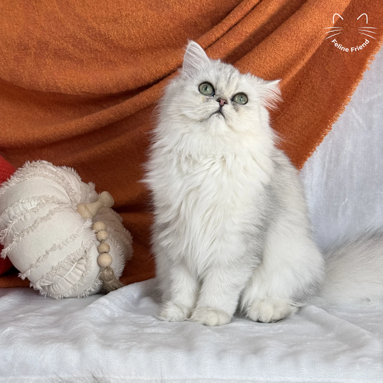 Olive, a silver shaded persian kitten — photo 1