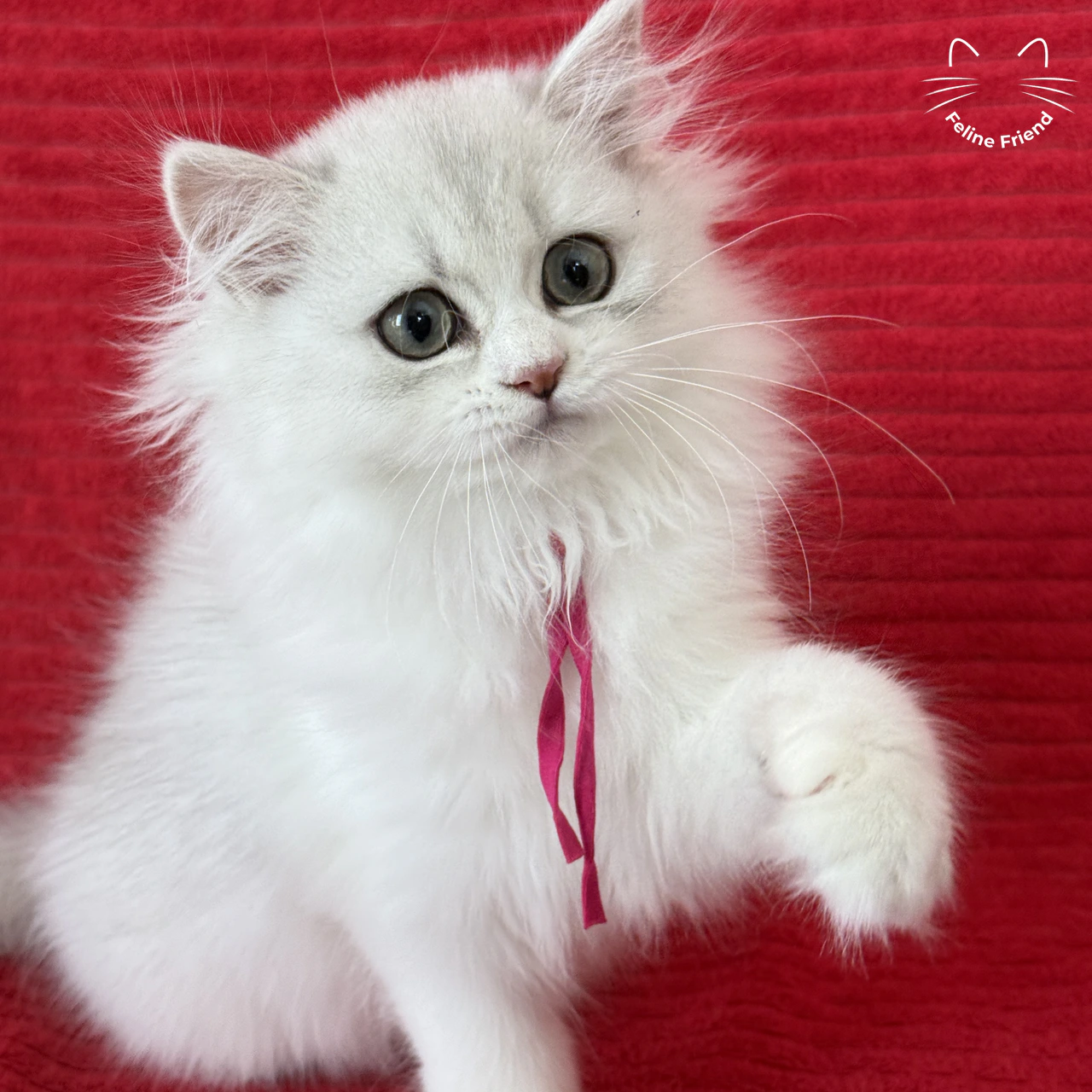 Strawberry, a silver bicolor persian kitten — photo 1