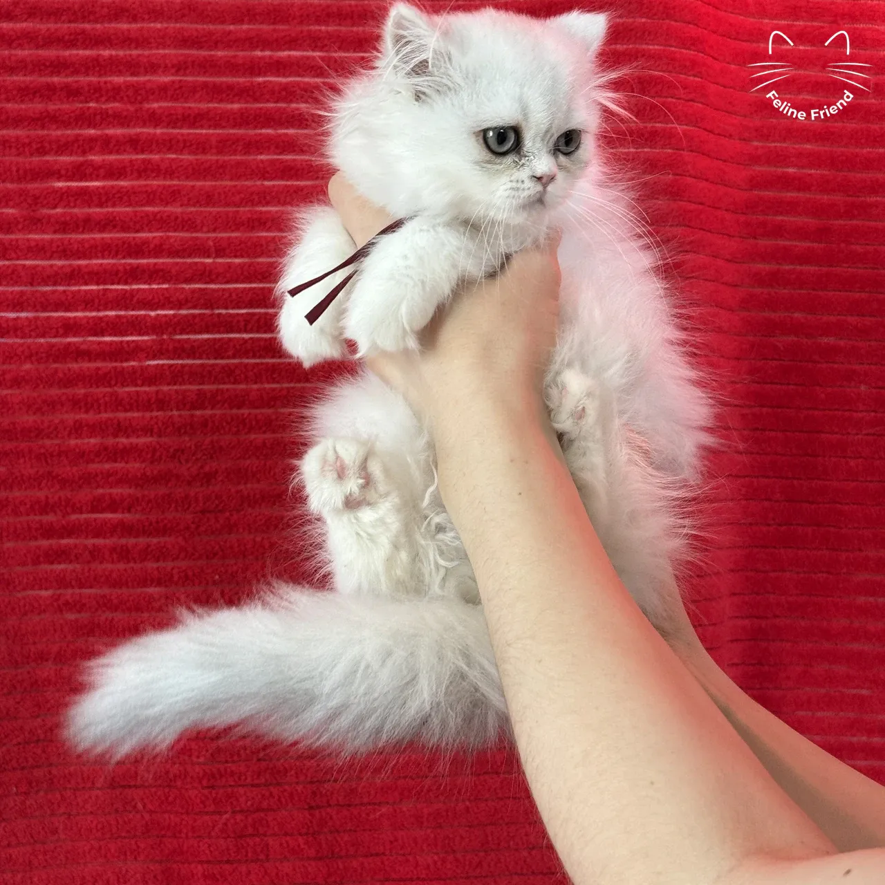 Raspberry, a bicolor persian kitten available near Fort Worth, TX