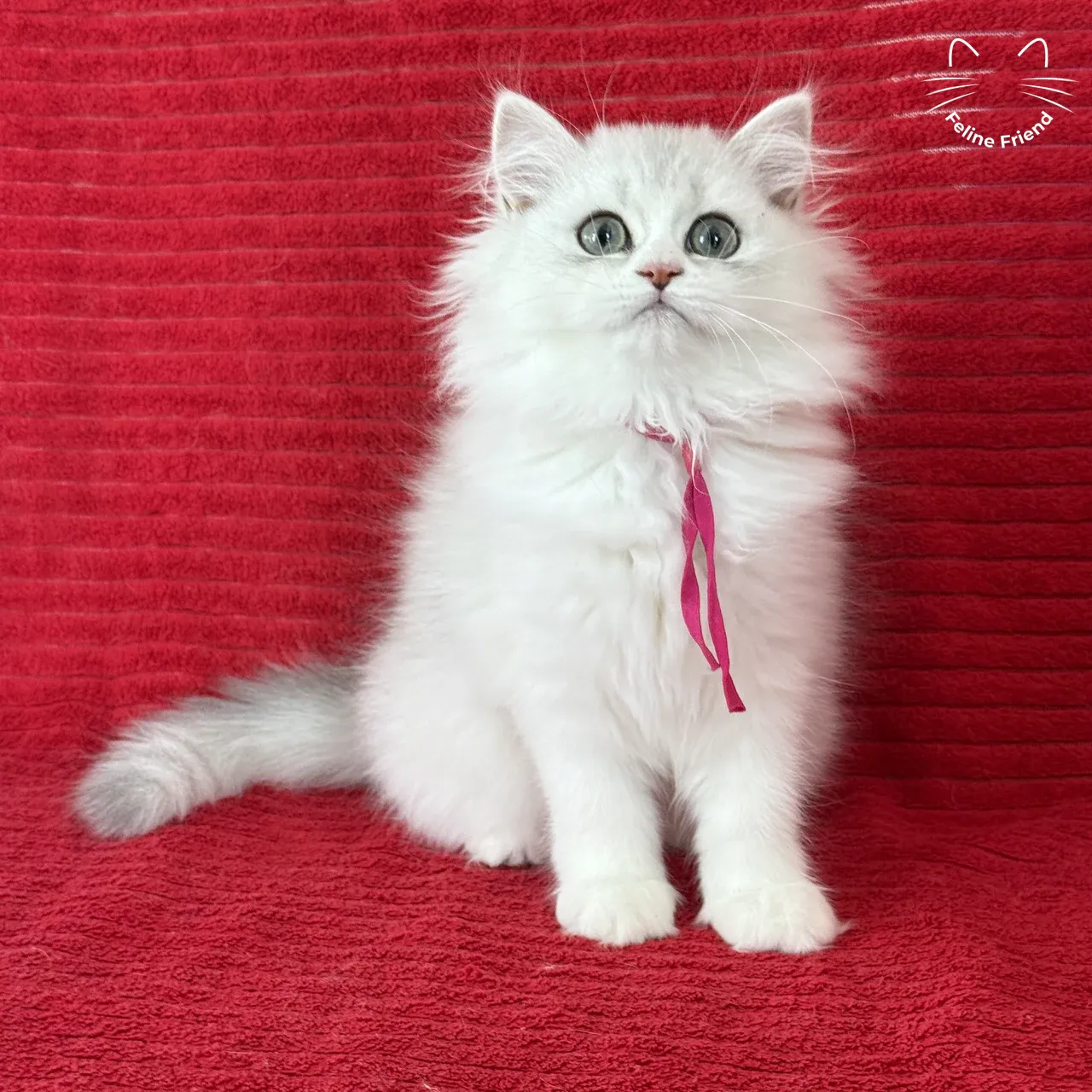 Strawberry, a silver bicolor persian kitten available near Fort Worth, TX
