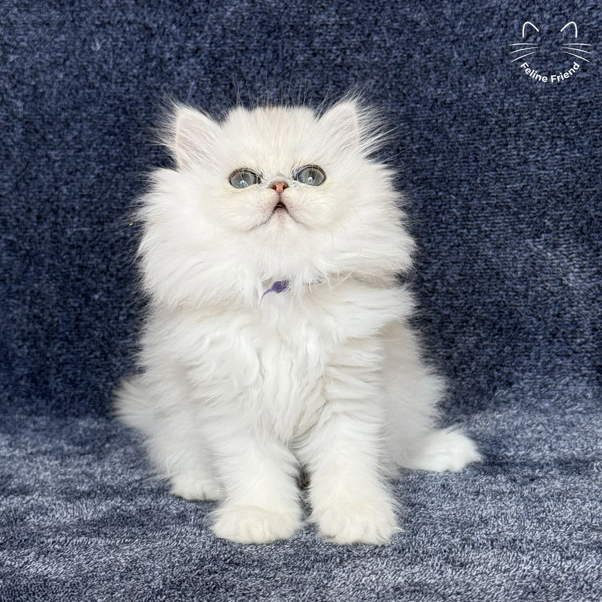Vanilla, a silver chinchilla persian kitten — photo 1
