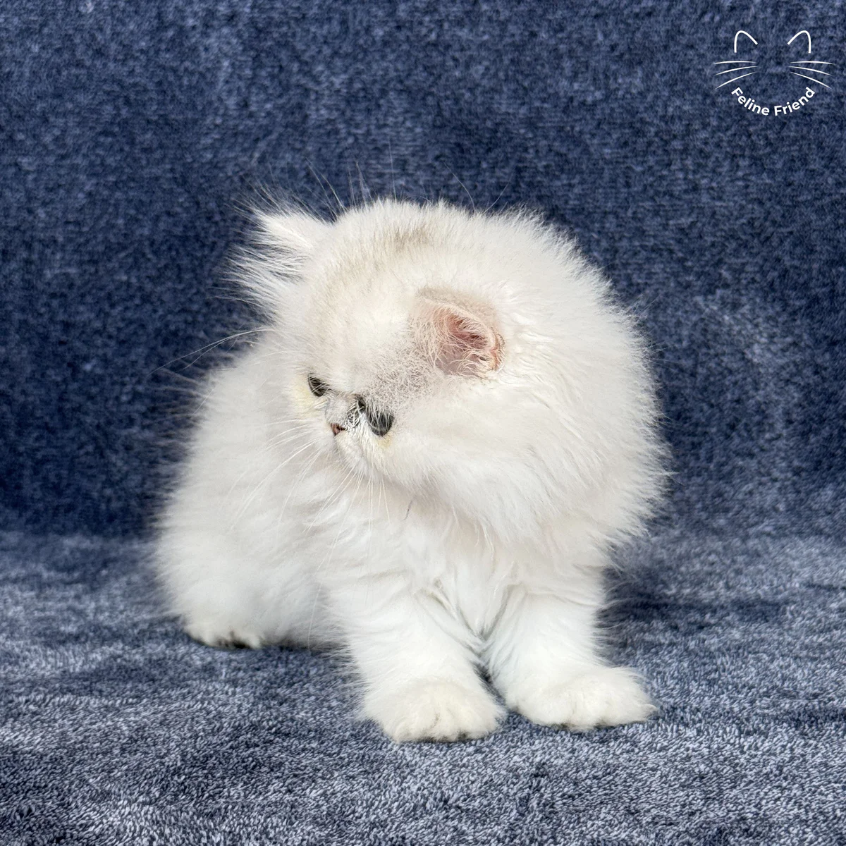 Vanilla, a silver chinchilla persian kitten — photo 2