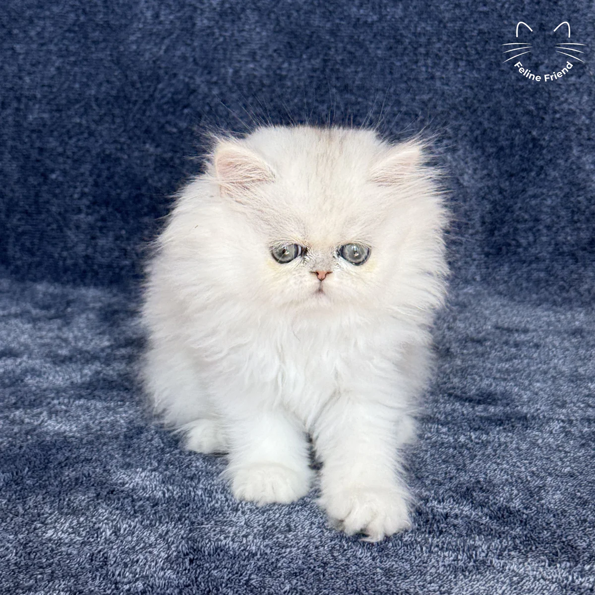 Vanilla, a silver chinchilla persian kitten — photo 4