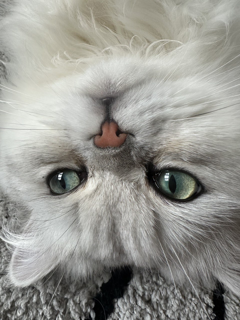 Silver Chinchilla Persian