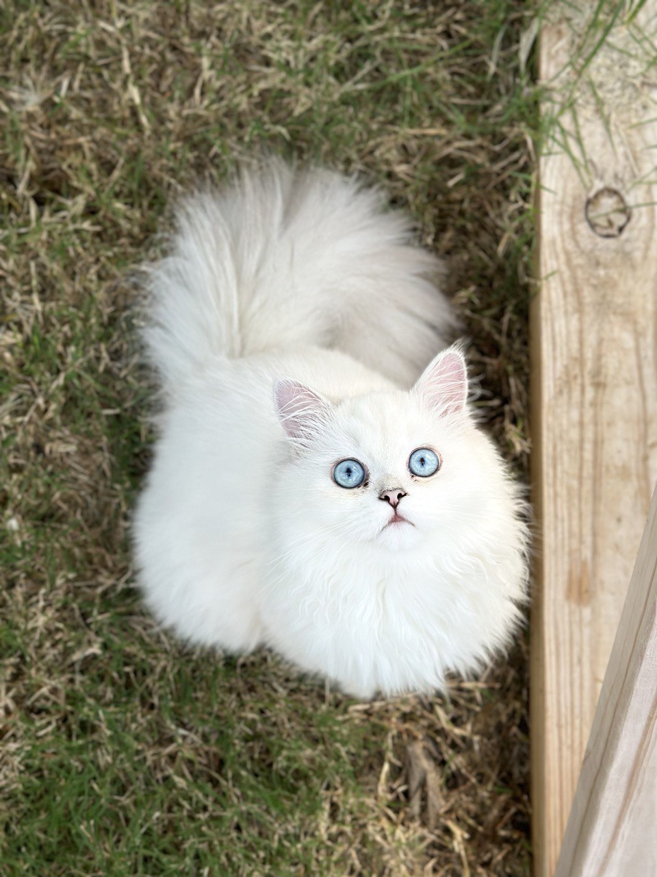 Chinchilla Point Persian