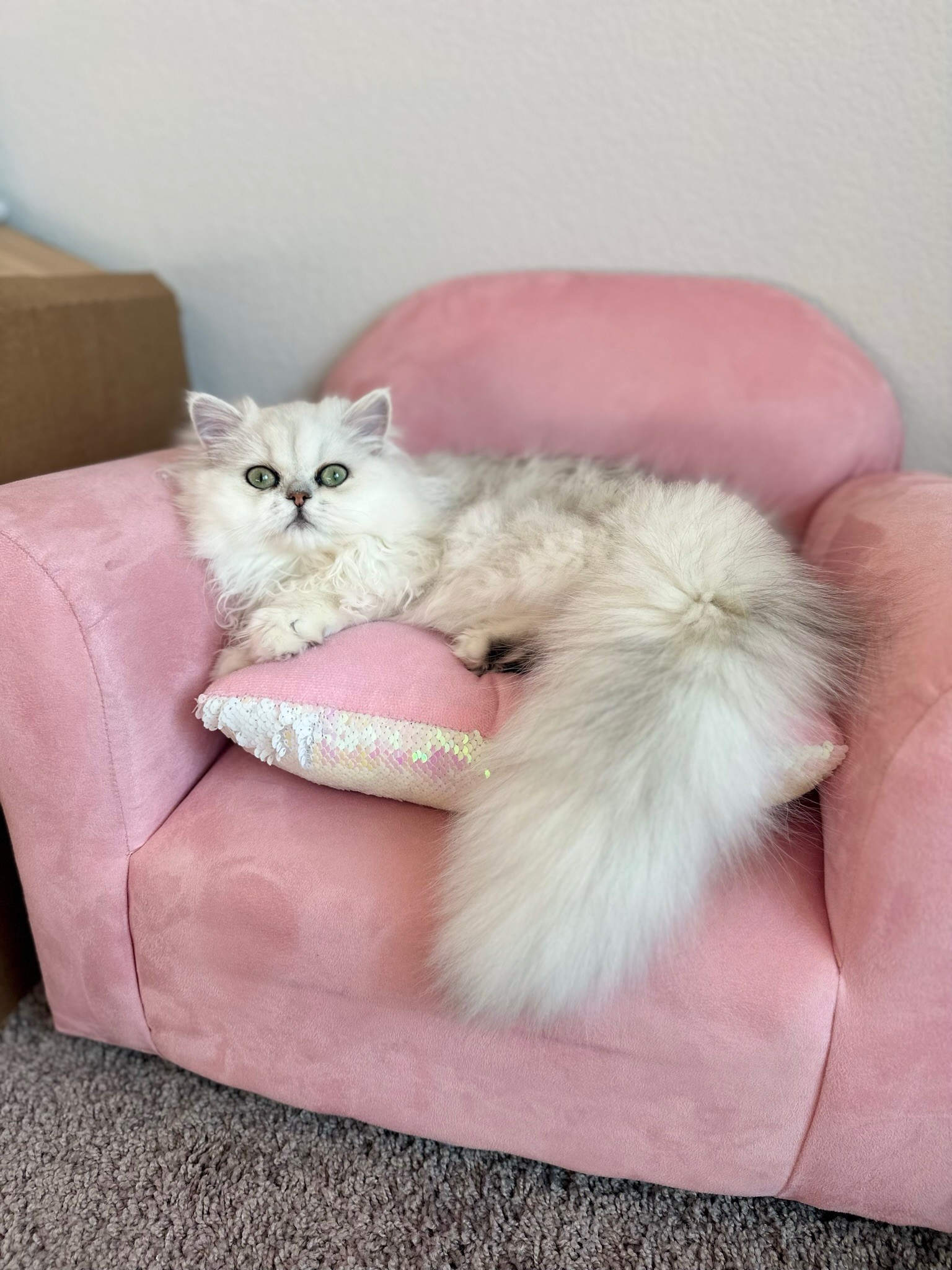 Silver Chinchilla Persian