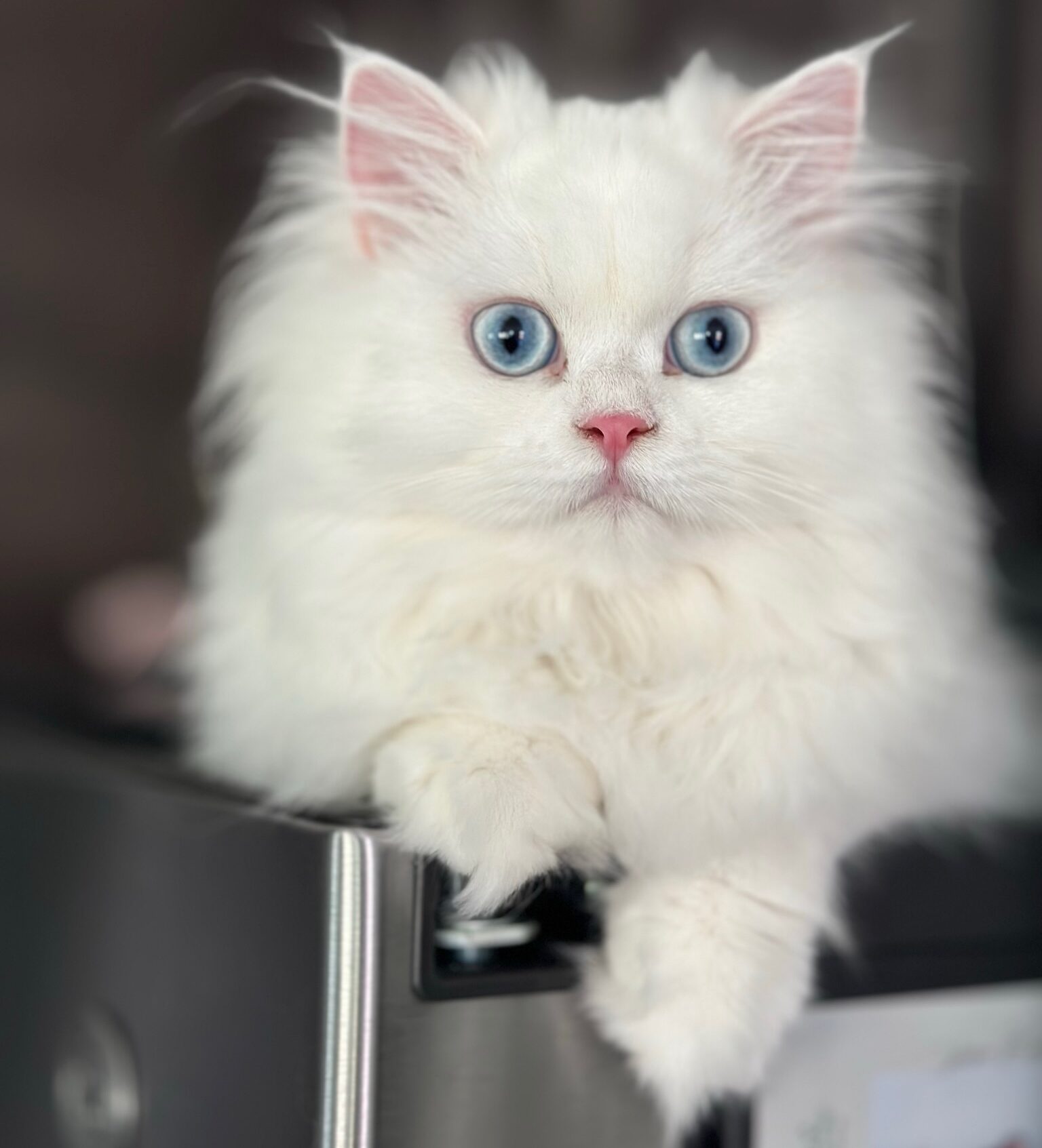 White Persian Kitten