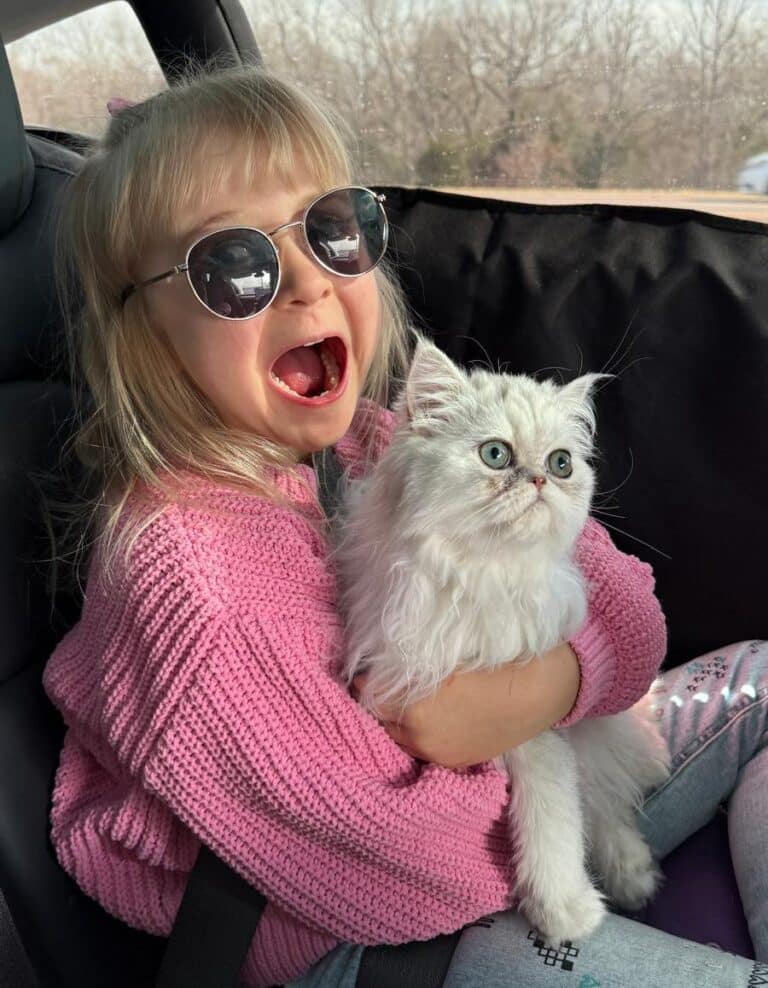 Happy kid with a Persian Kitten