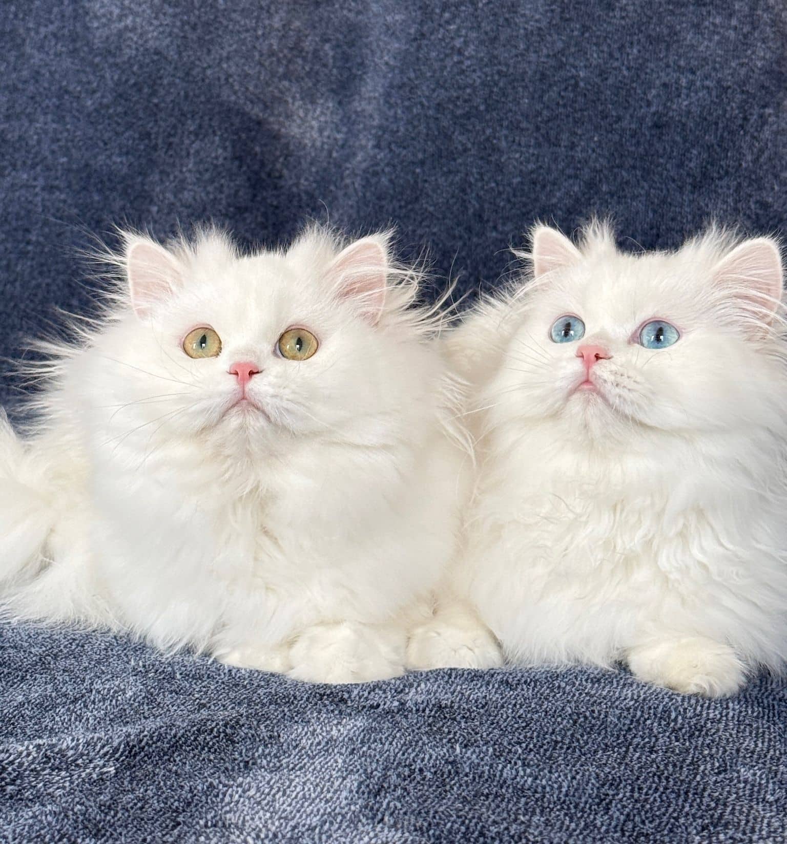White Persian Kitten