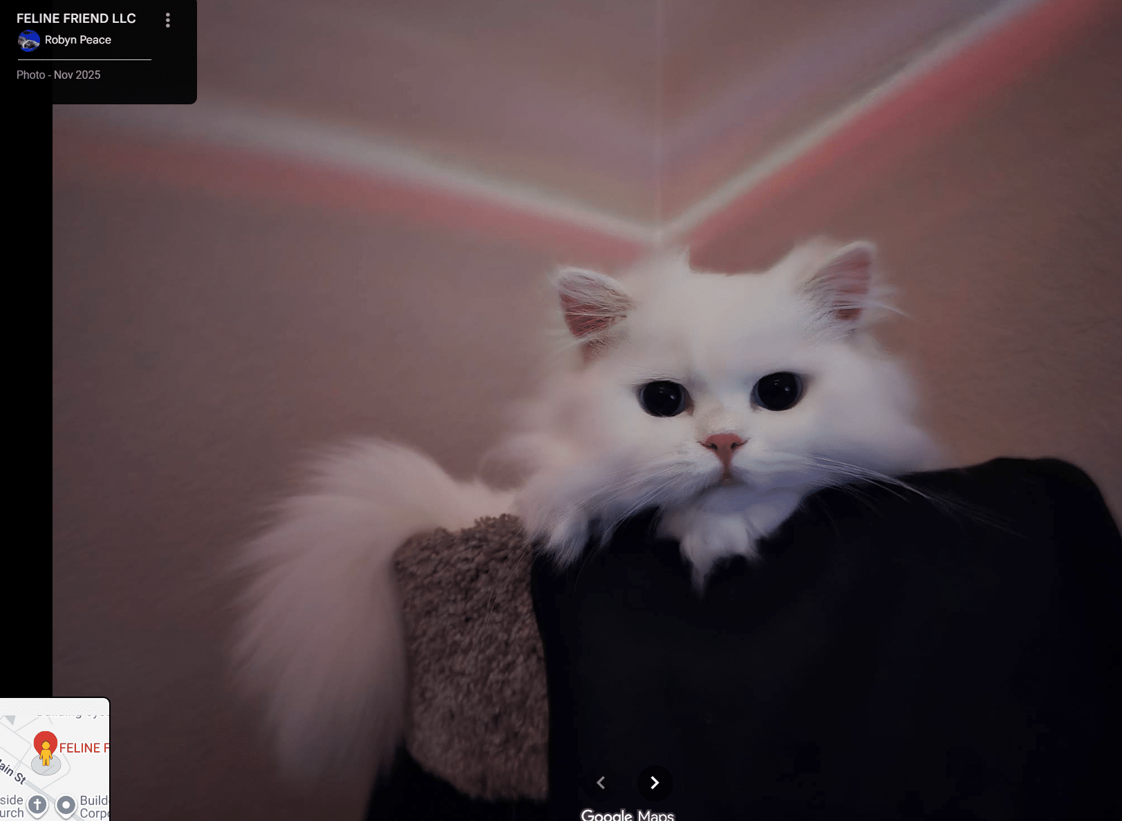 Persian kitten in pink dress from Royal Persian Cats