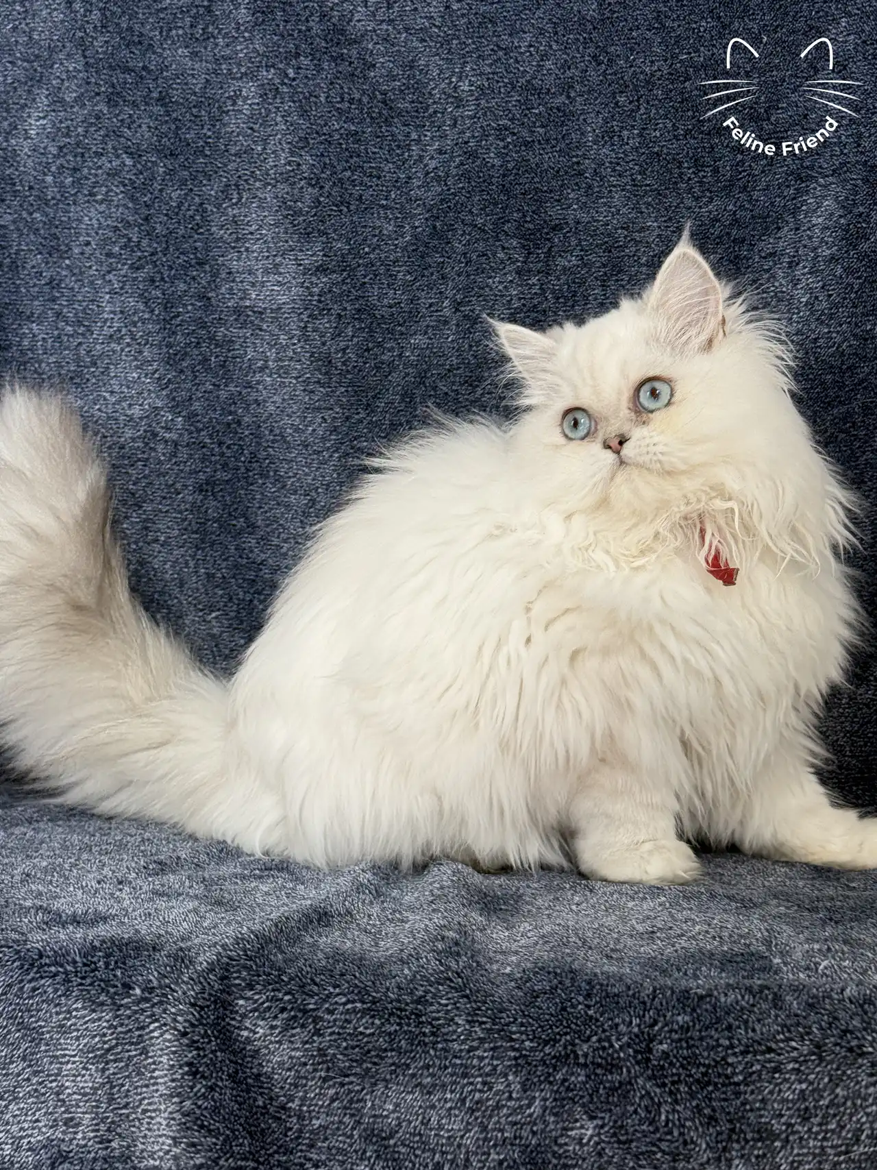 Leo - Chinchilla Point Persian kitten