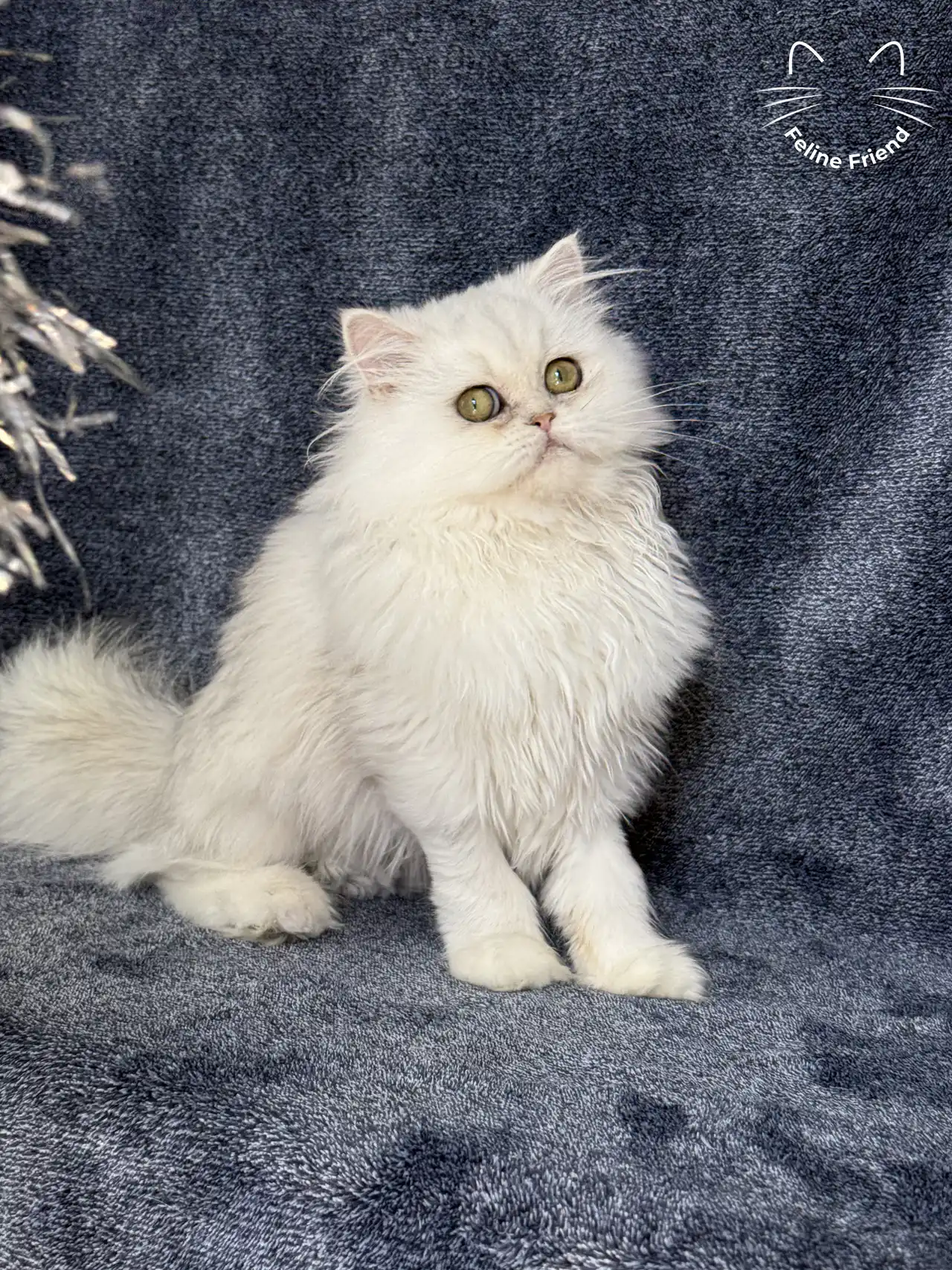 Rosie - Chinchilla Point Persian kitten