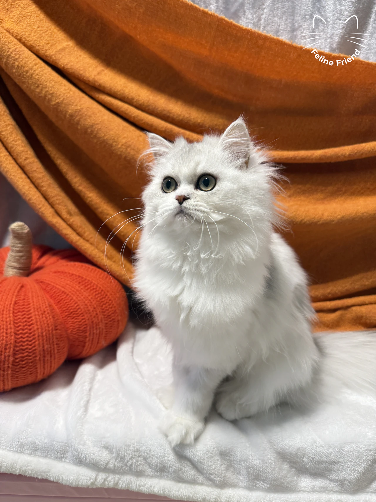 Leo - Chinchilla Point Persian kitten