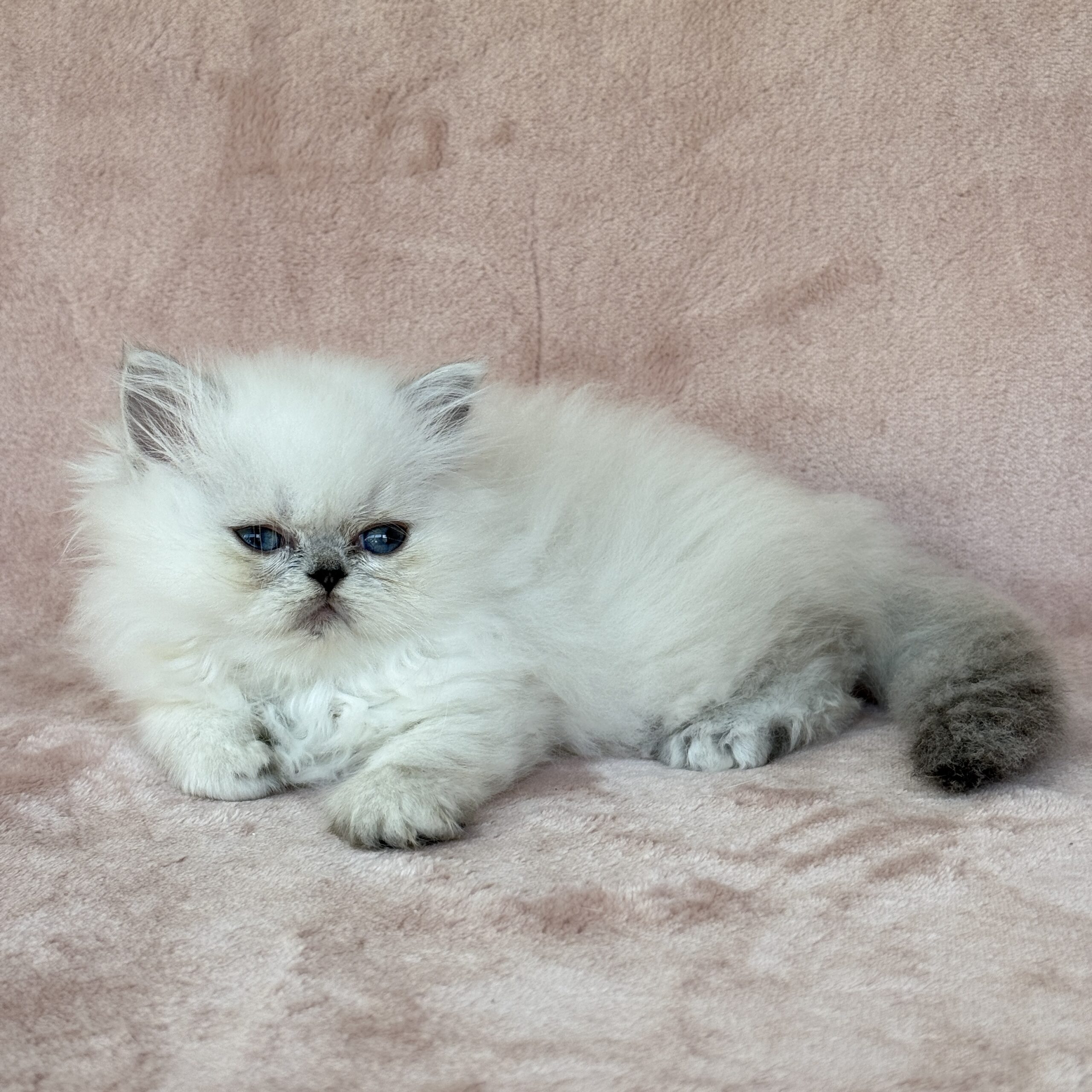 Chinchilla Point Persian