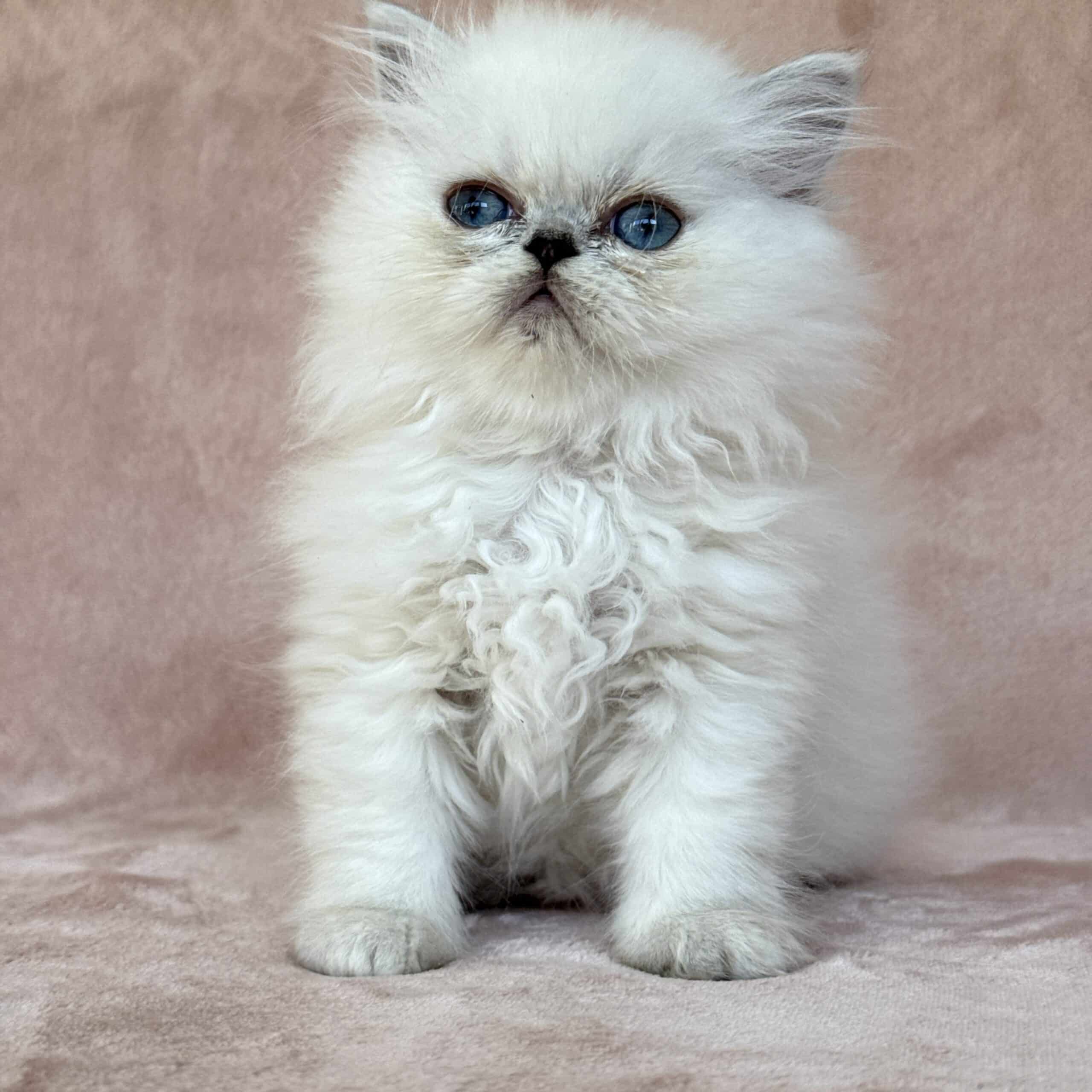 Chinchilla Point Persian