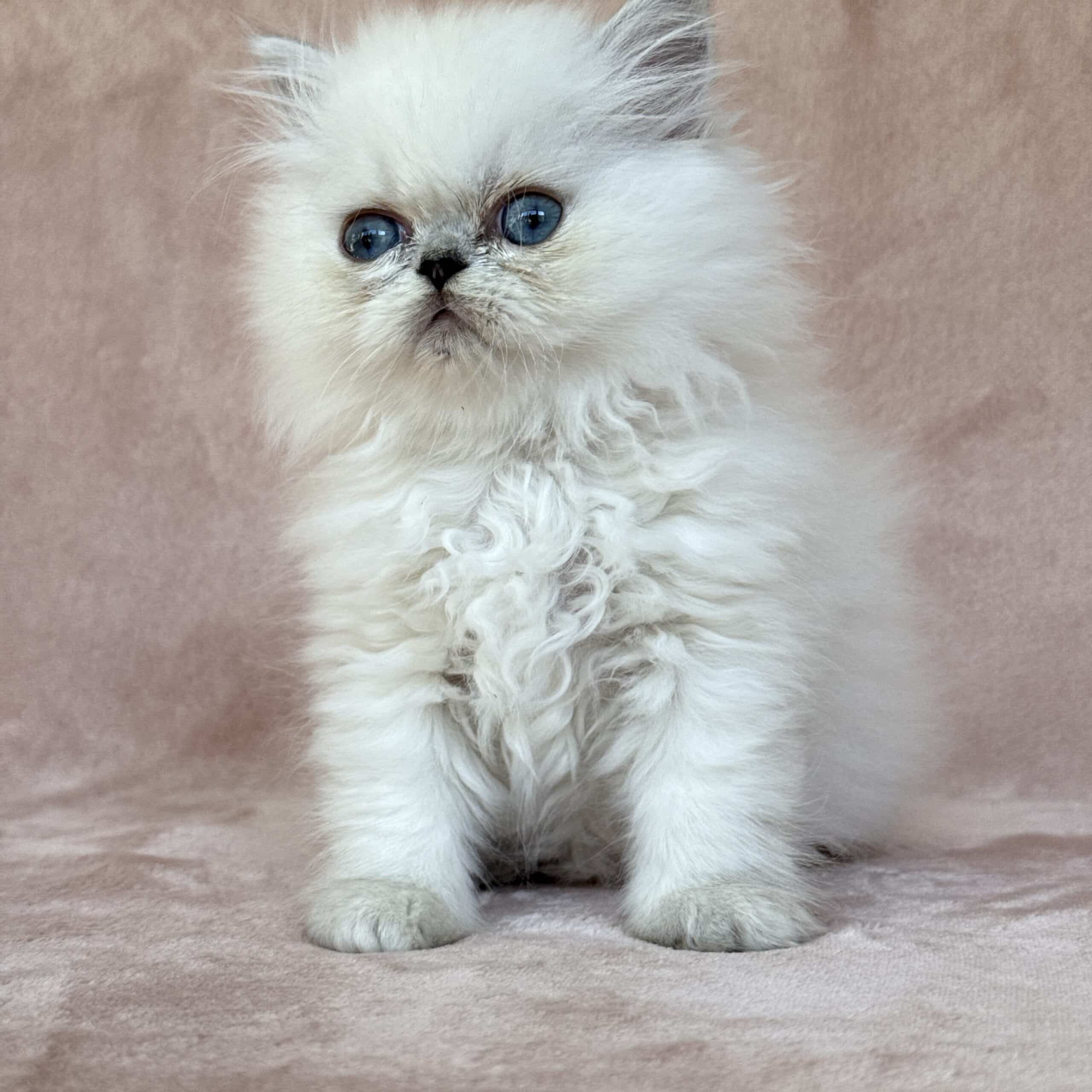 Chinchilla Point Persian