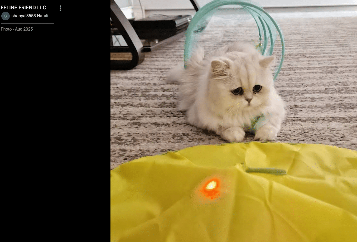 White Persian kitten from Royal Persian Cats