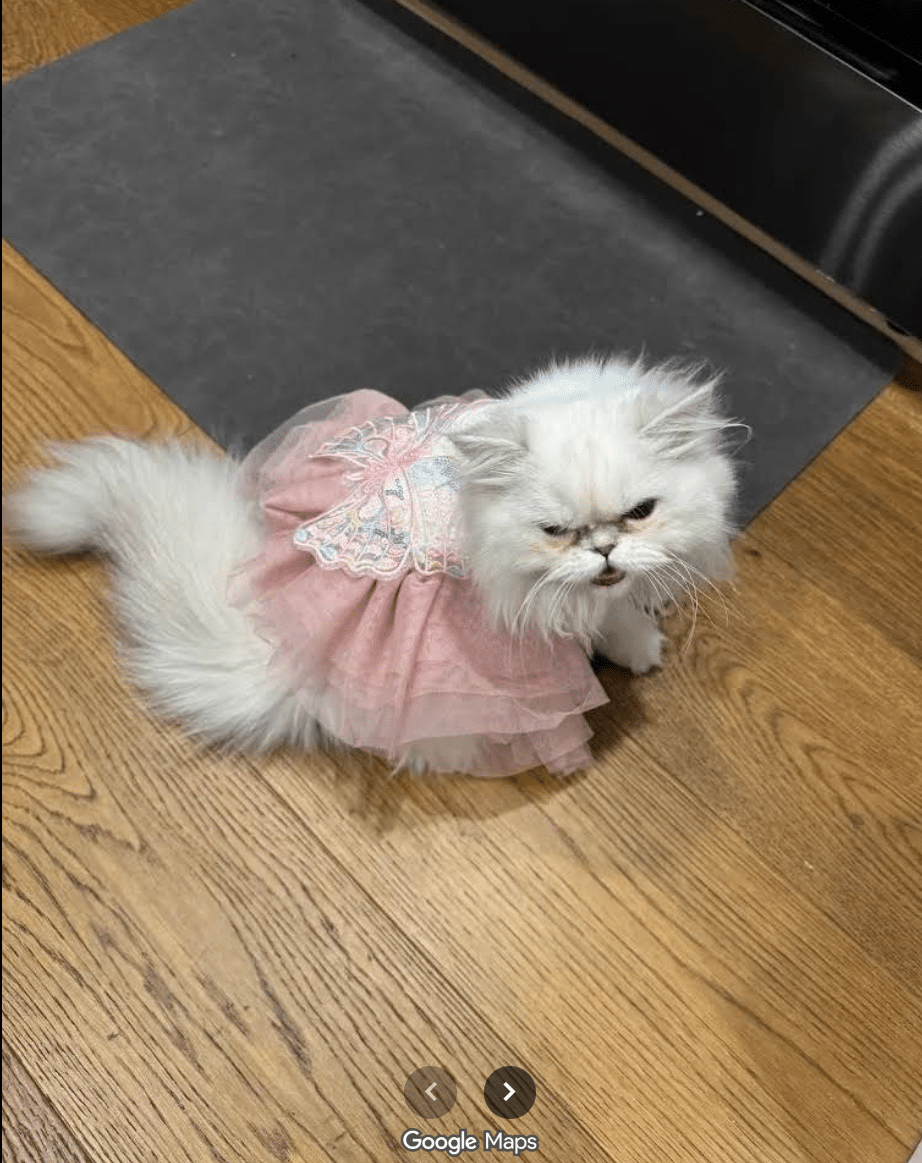 White Persian kitten playing from Royal Persian Cats