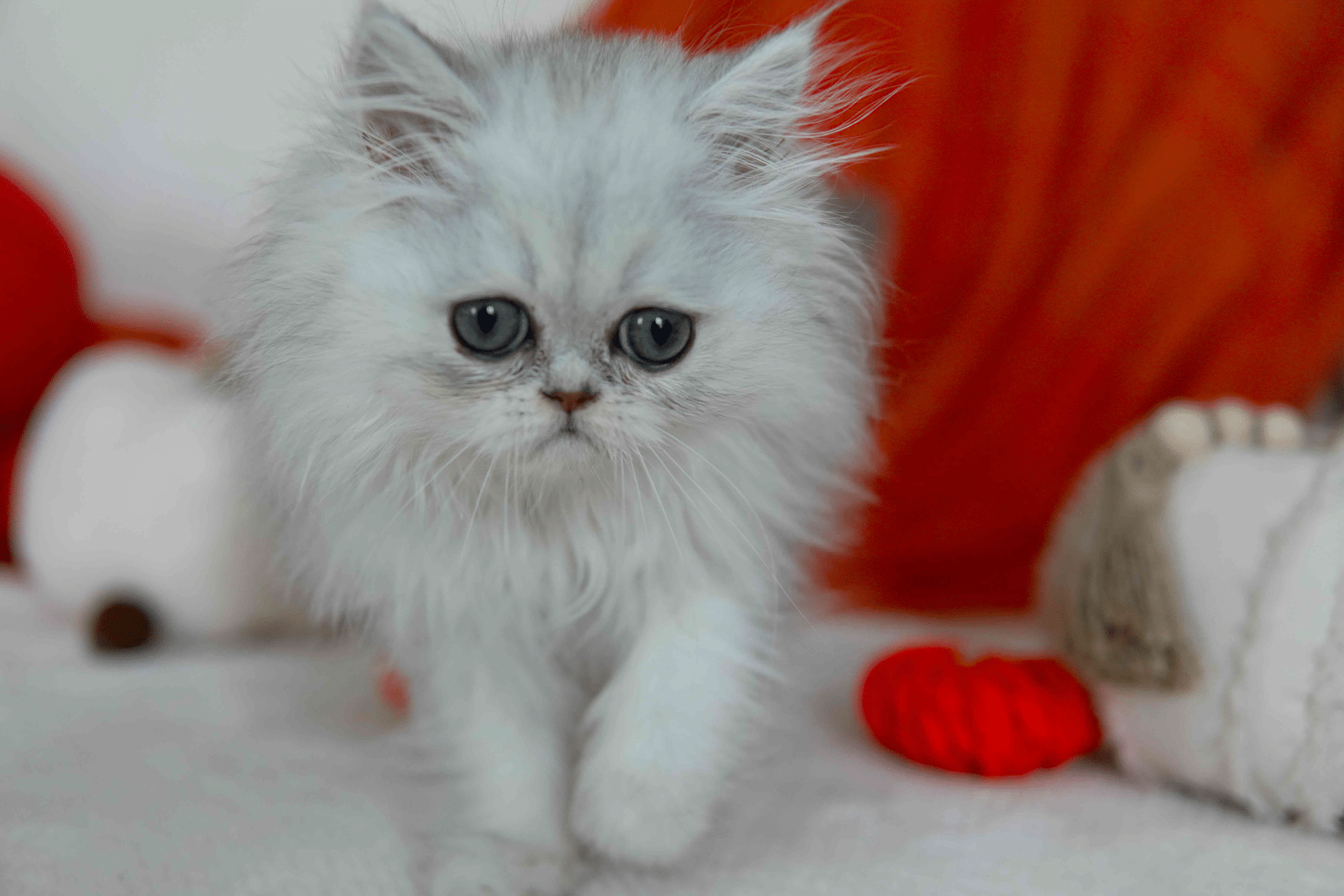Juice - Silver Shaded Persian kitten