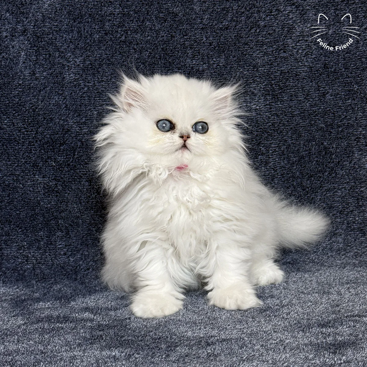Sharmel - Silver Chinchilla Persian kitten