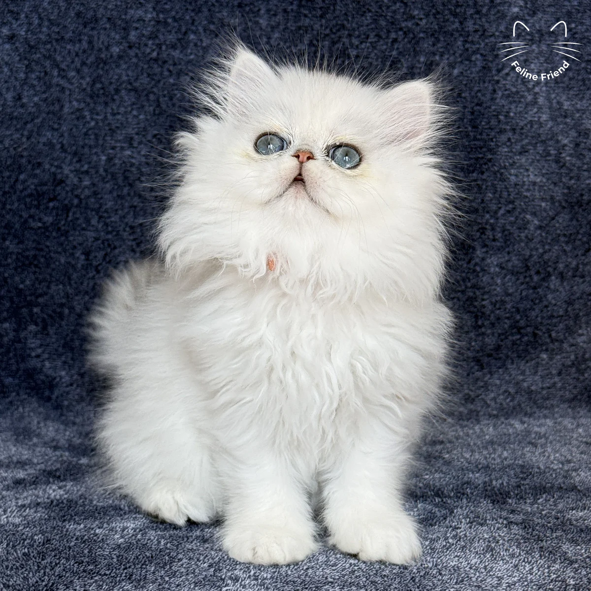 Simon - Silver Chinchilla Persian kitten