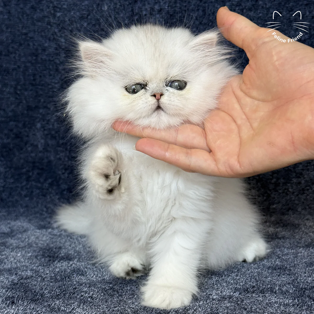 White Persian kitten Vanilla - photo 10