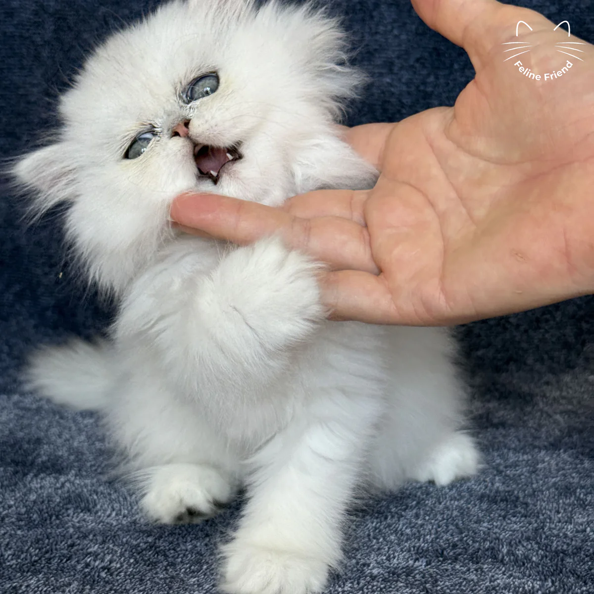 White Persian kitten Vanilla - photo 11