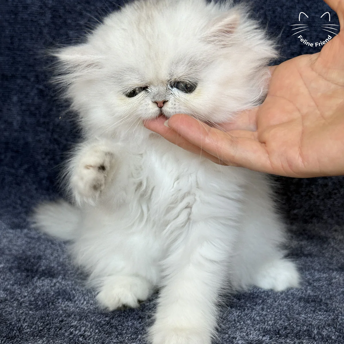 White Persian kitten Vanilla - photo 12