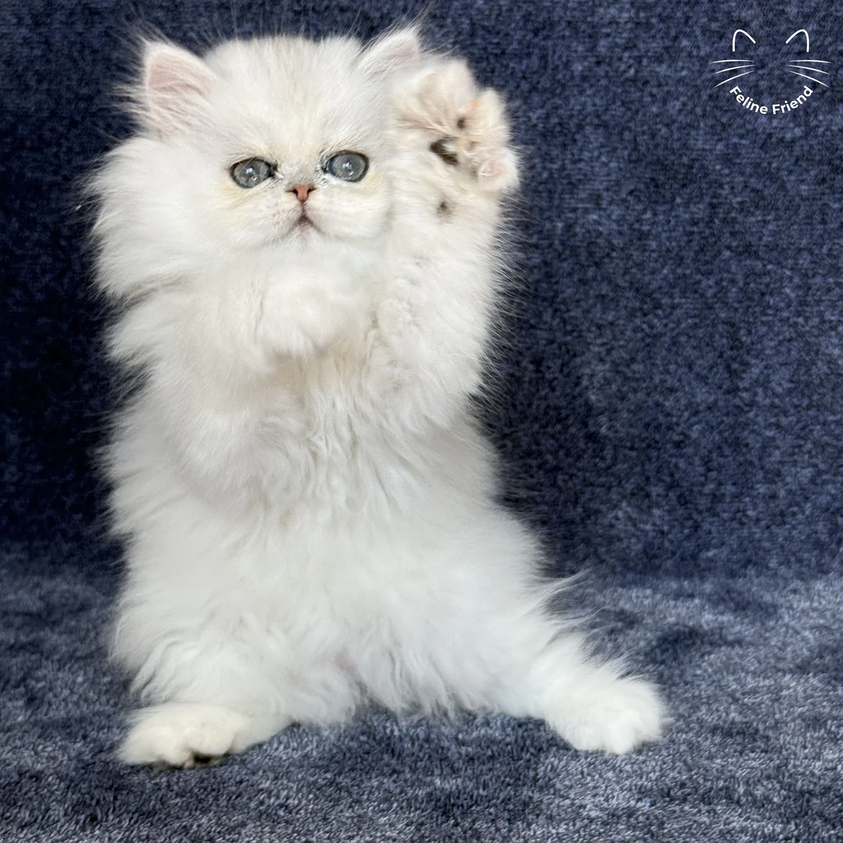 White Persian kitten Vanilla - photo 13