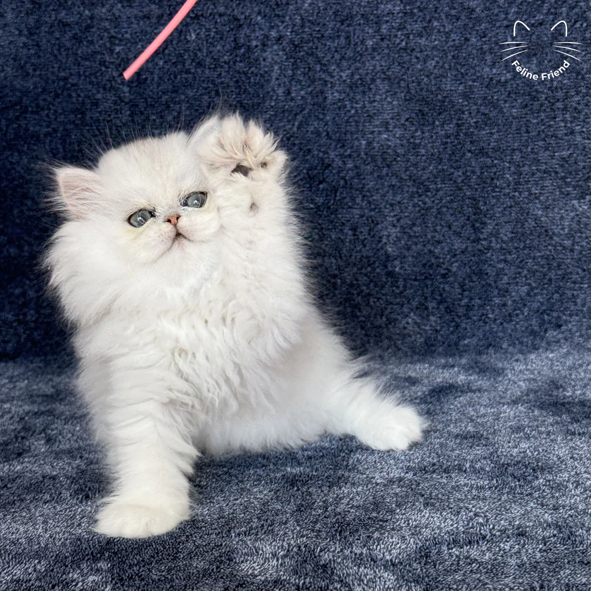 White Persian kitten Vanilla - photo 14