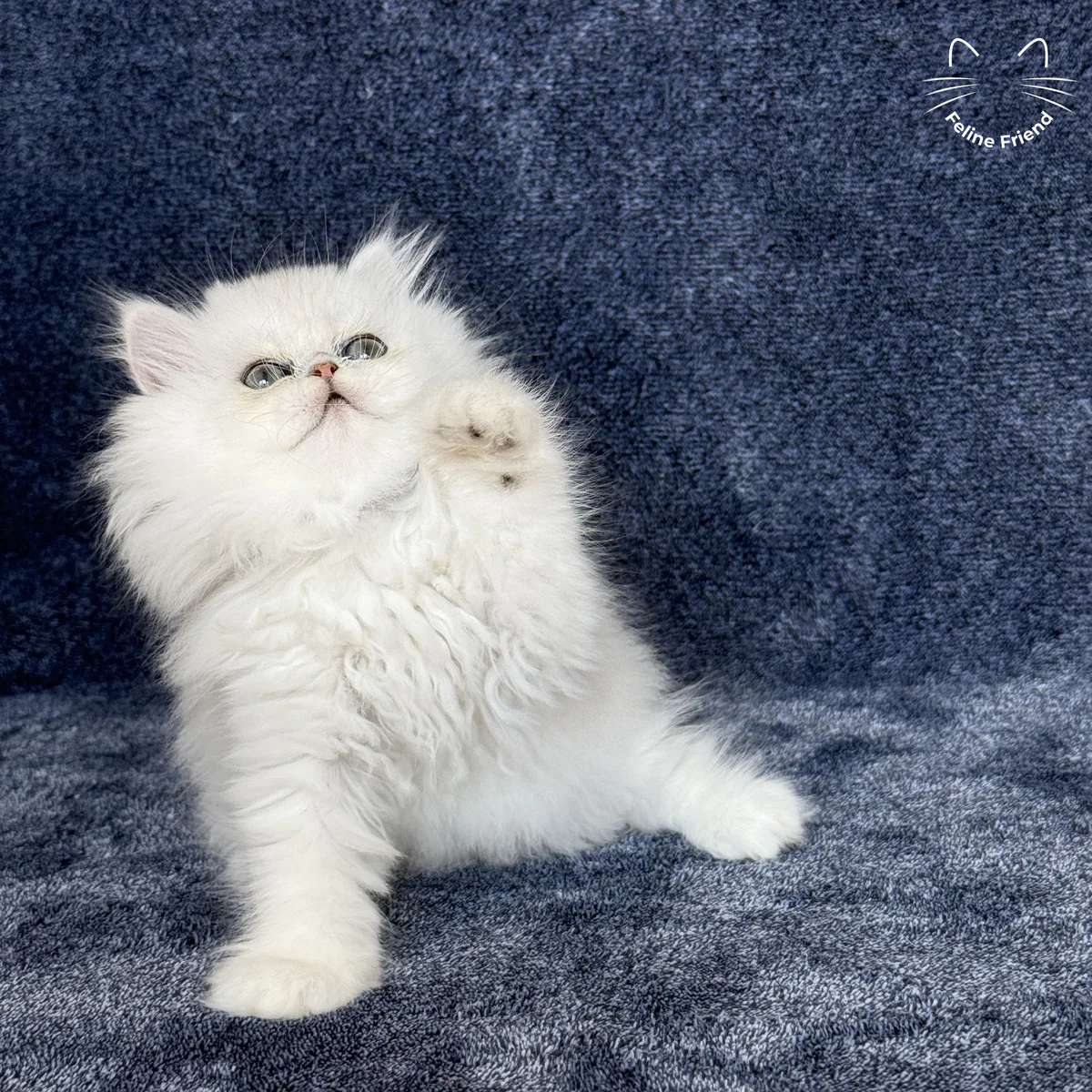 White Persian kitten Vanilla - photo 15
