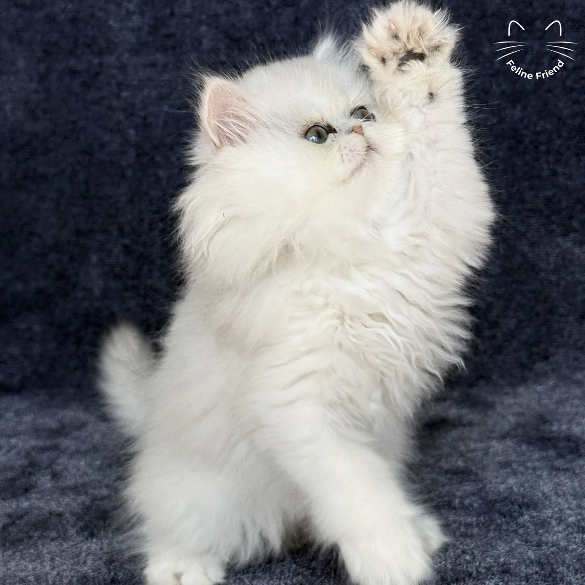 White Persian kitten Vanilla - photo 16