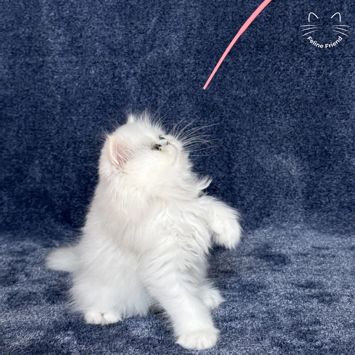 White Persian kitten Vanilla - photo 17