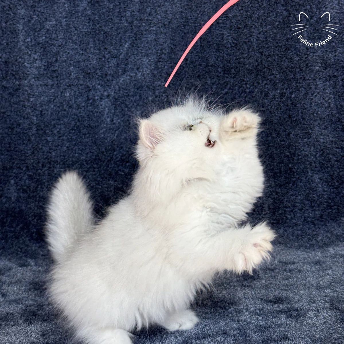 White Persian kitten Vanilla - photo 18