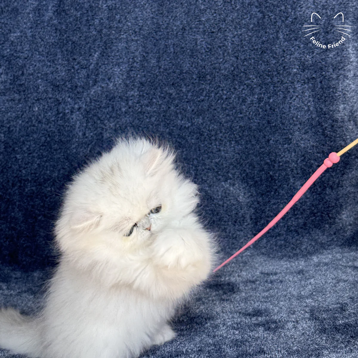 White Persian kitten Vanilla - photo 19