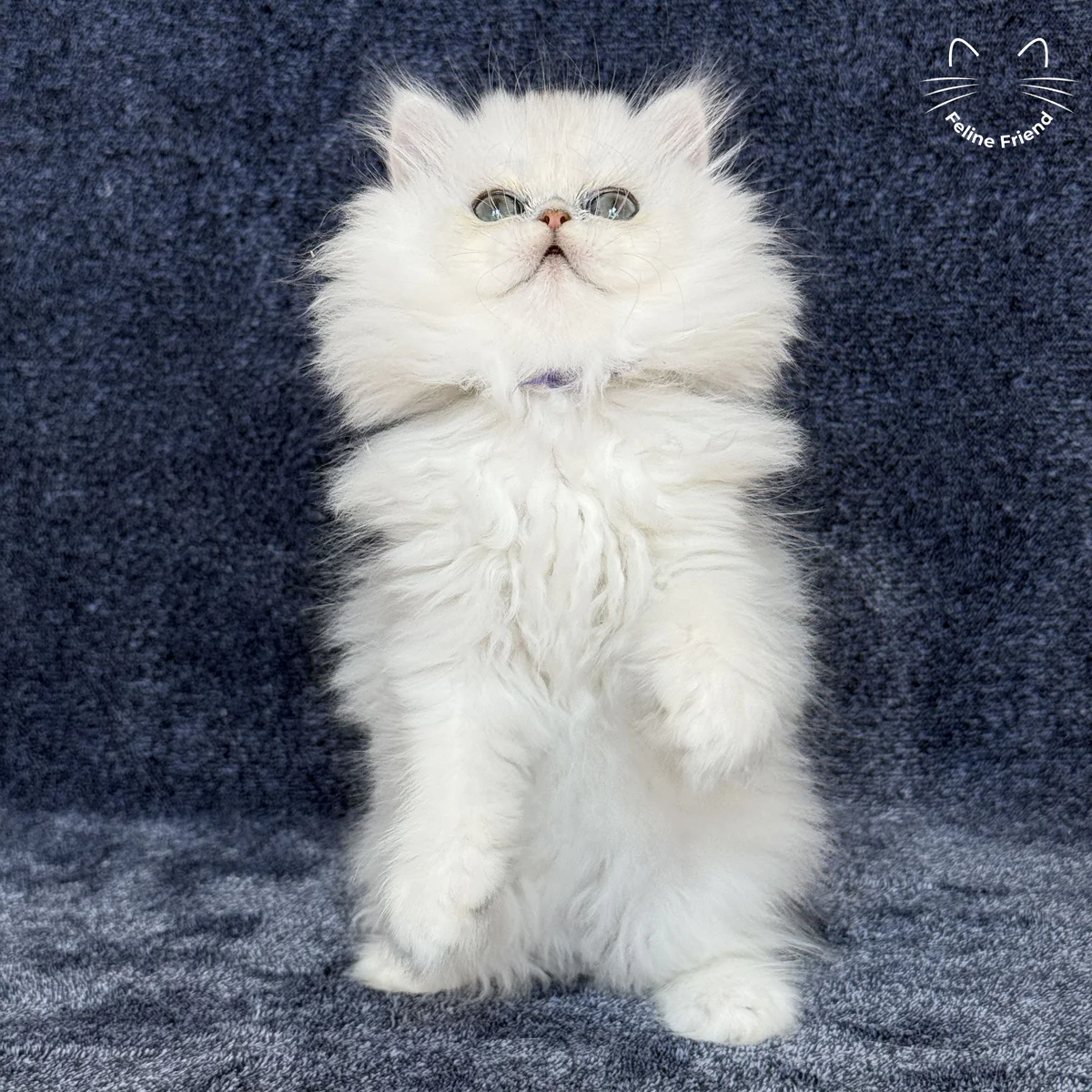 White Persian kitten Vanilla - photo 3