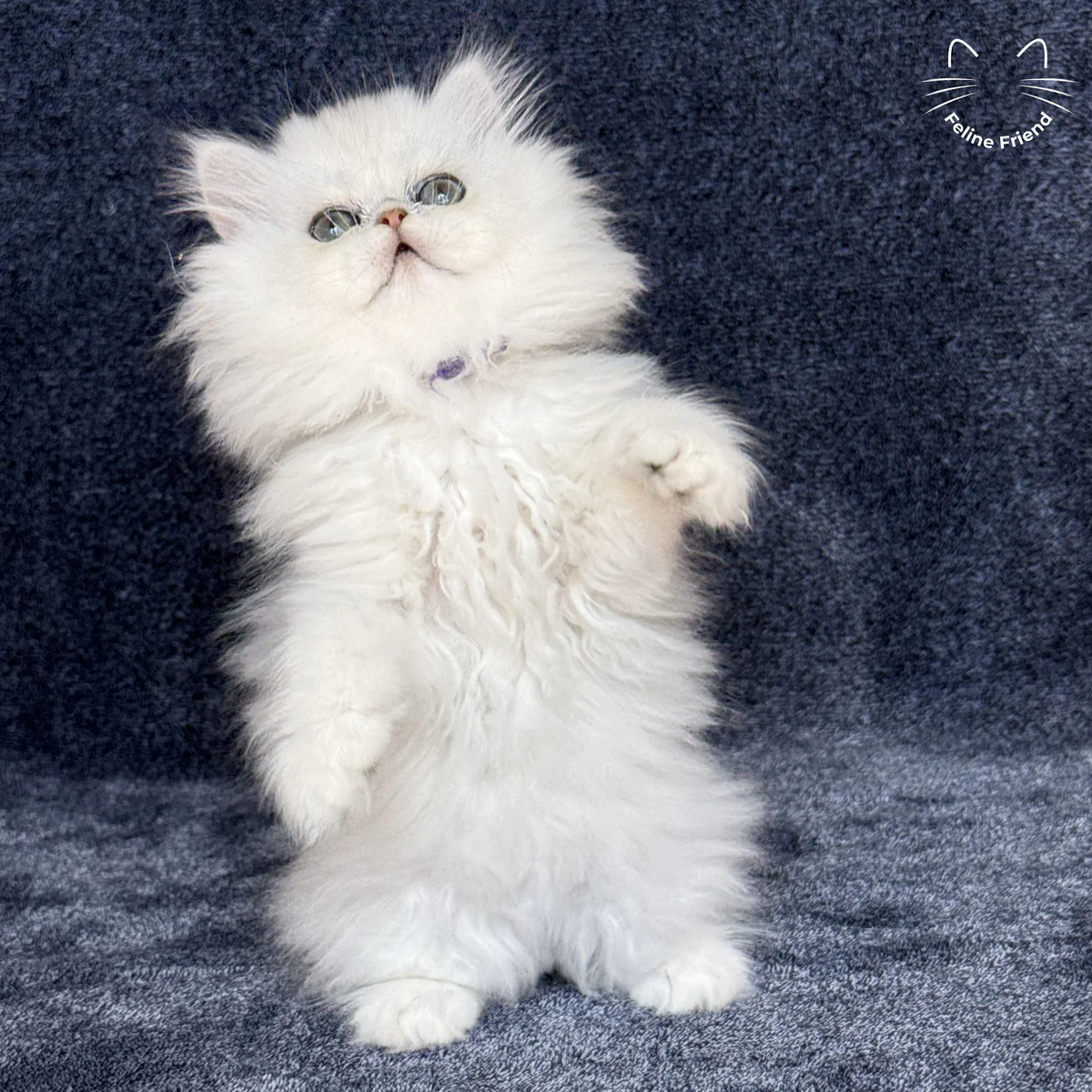 White Persian kitten Vanilla - photo 5