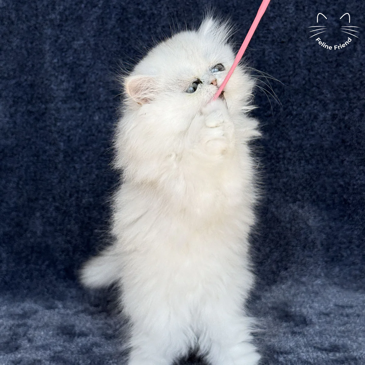 White Persian kitten Vanilla - photo 6