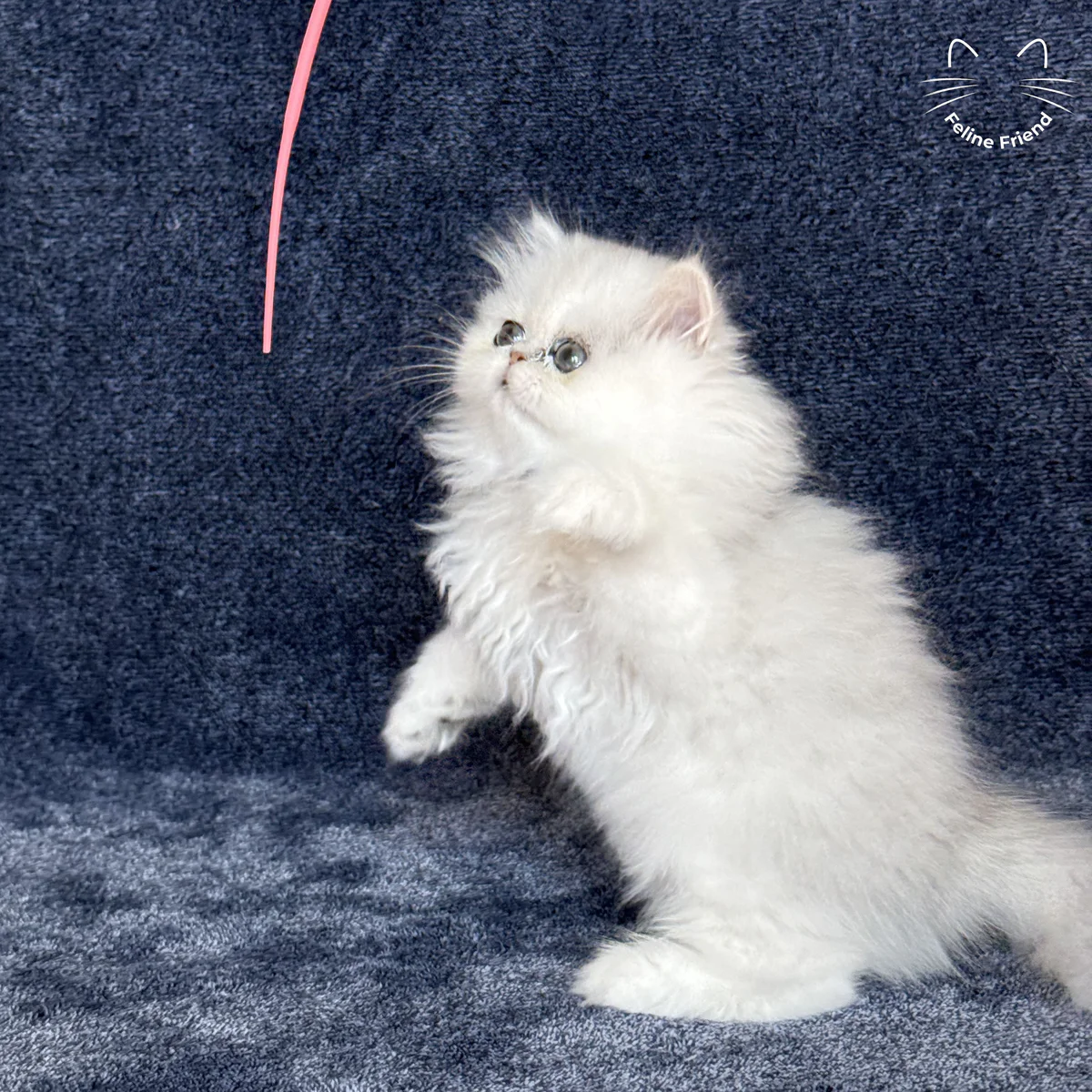 White Persian kitten Vanilla - photo 7