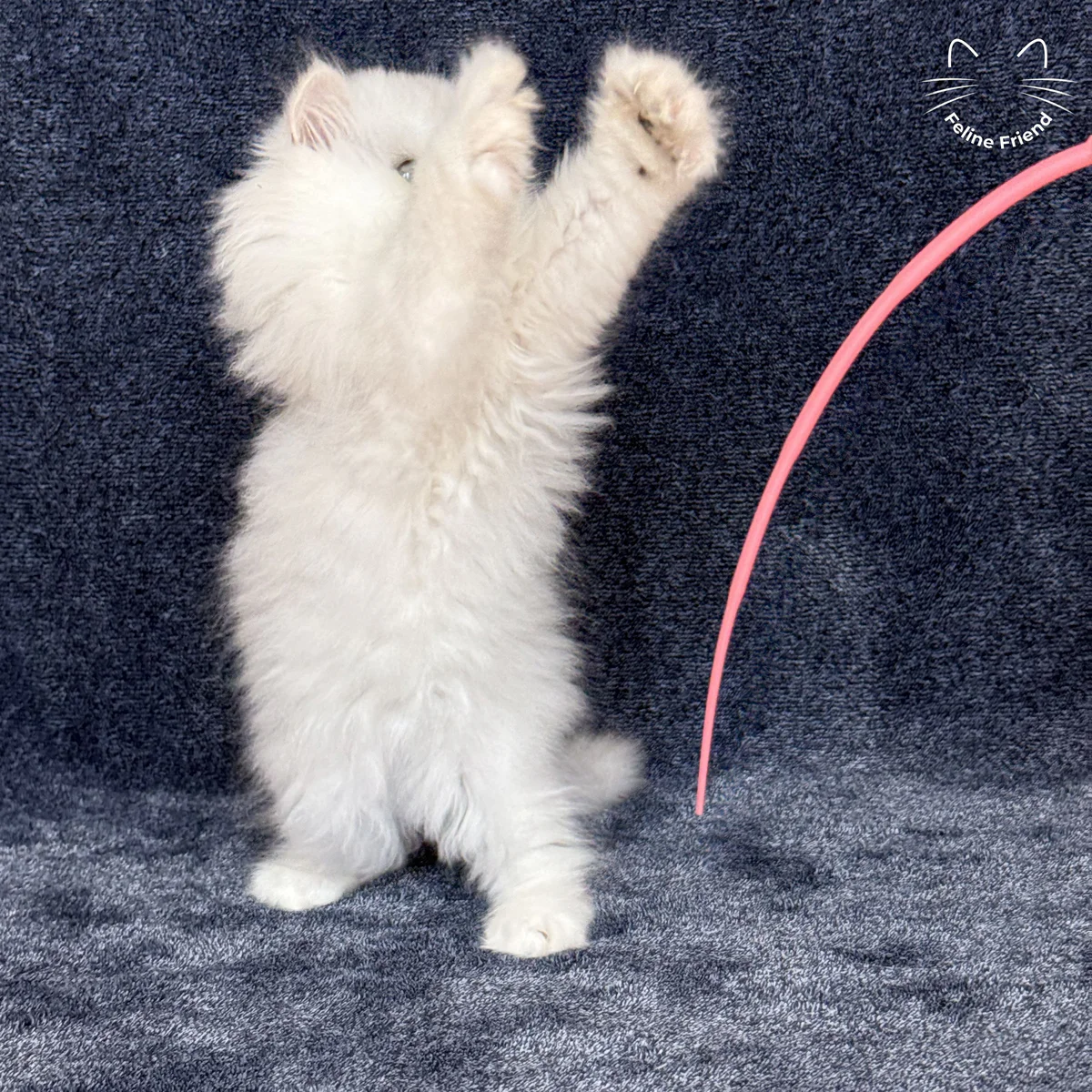 White Persian kitten Vanilla - photo 8