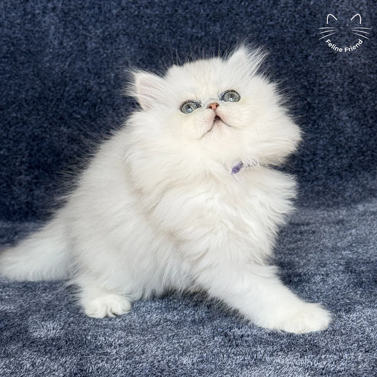 White Persian kitten Vanilla - photo 9
