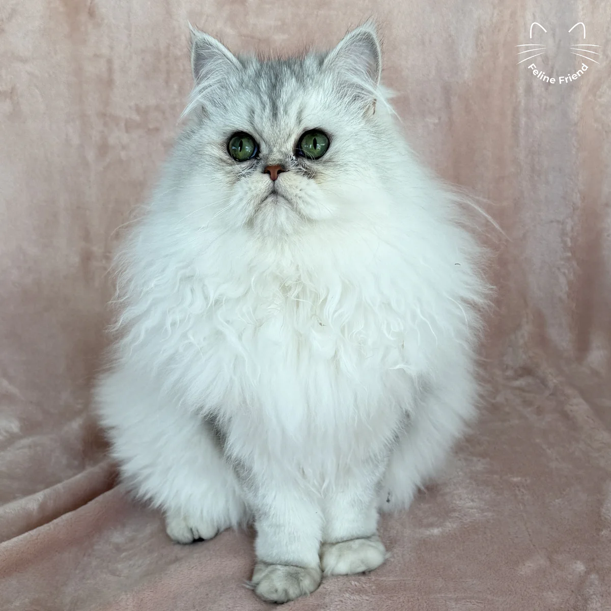Cupcake - Silver Shaded Persian kitten