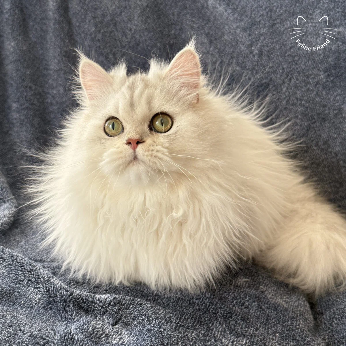 Pancake - Silver Shaded Persian kitten
