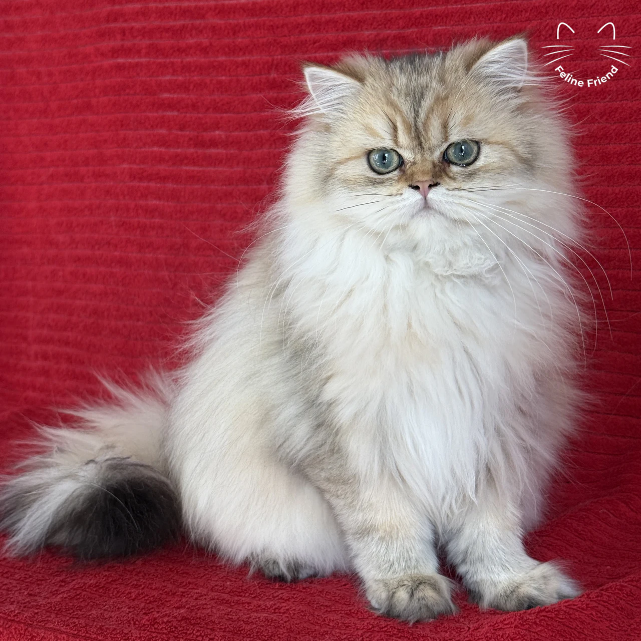 Strawberry - Bicolor Persian kitten